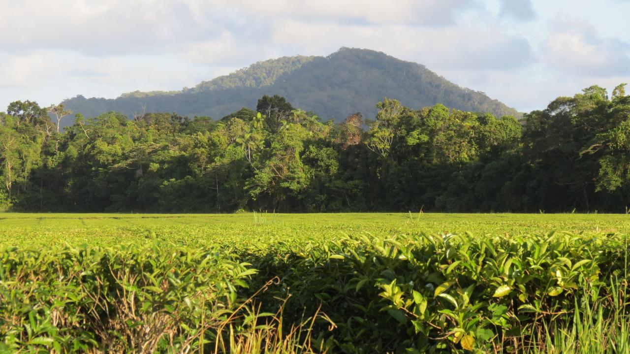 Daintree National Park 