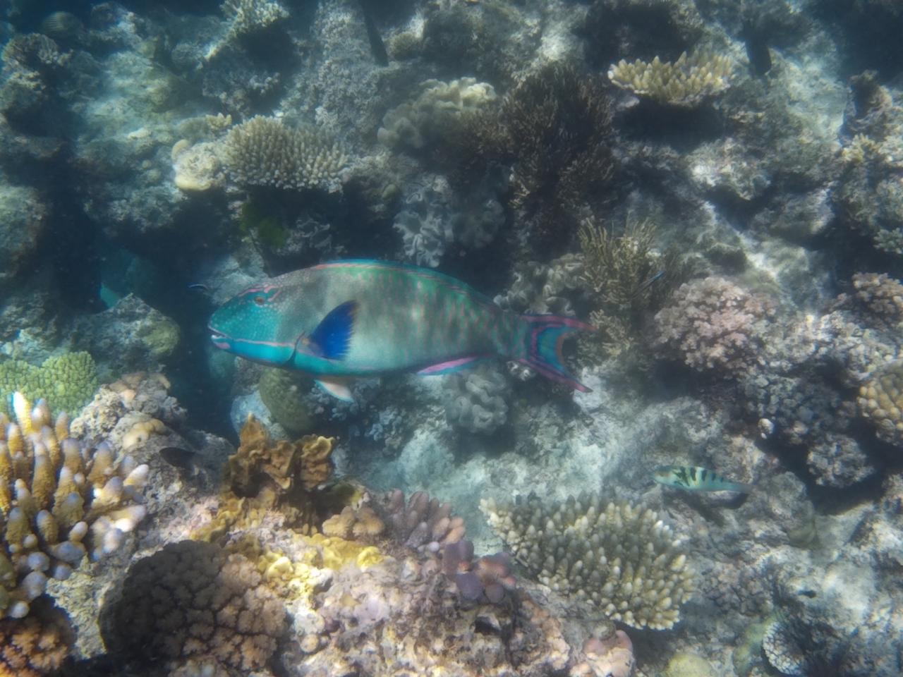 Grande Barrière de Corail 