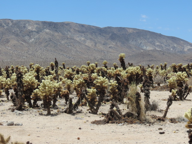 Joshua Tree NP