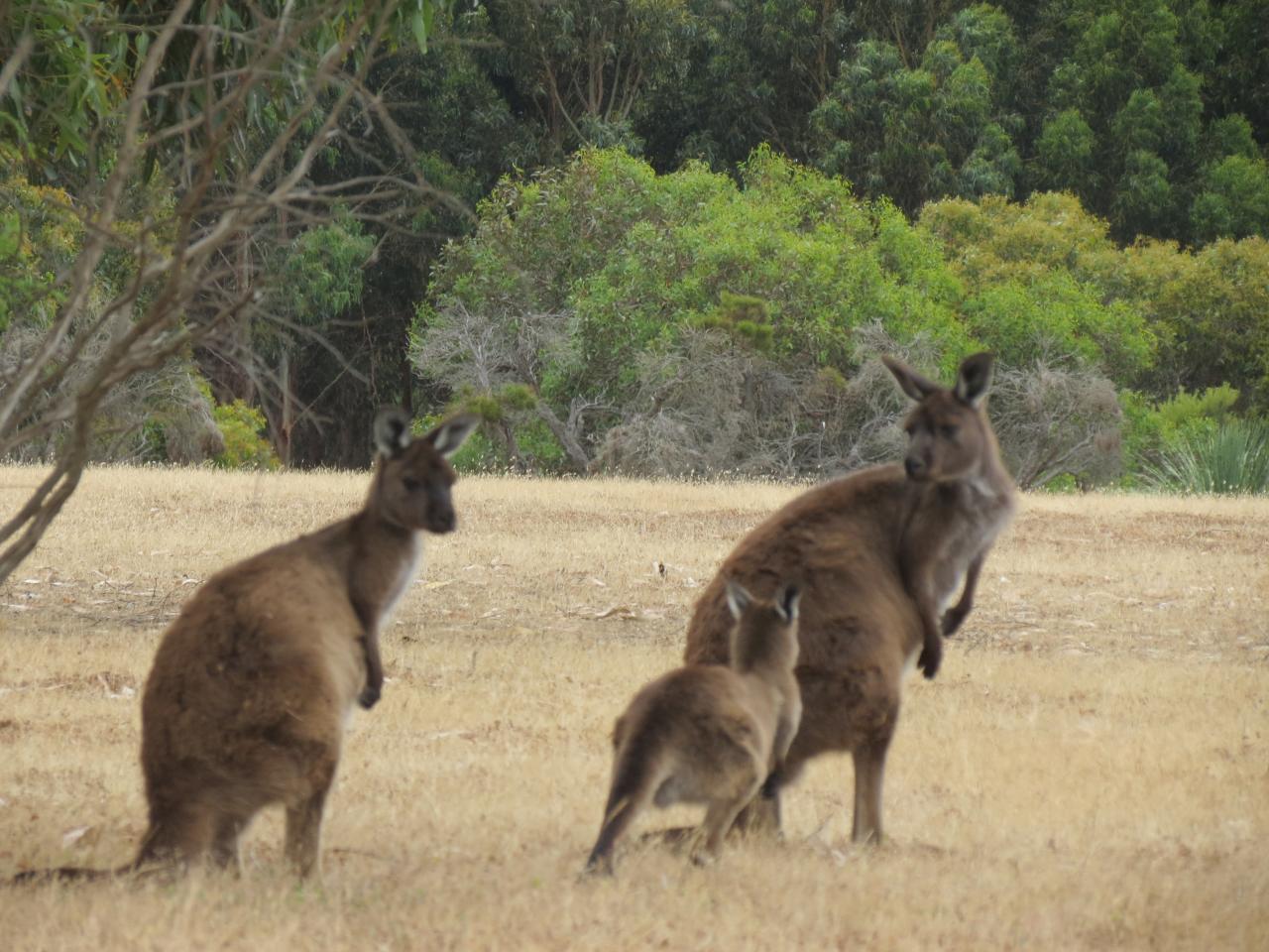 Kangoroo Island  