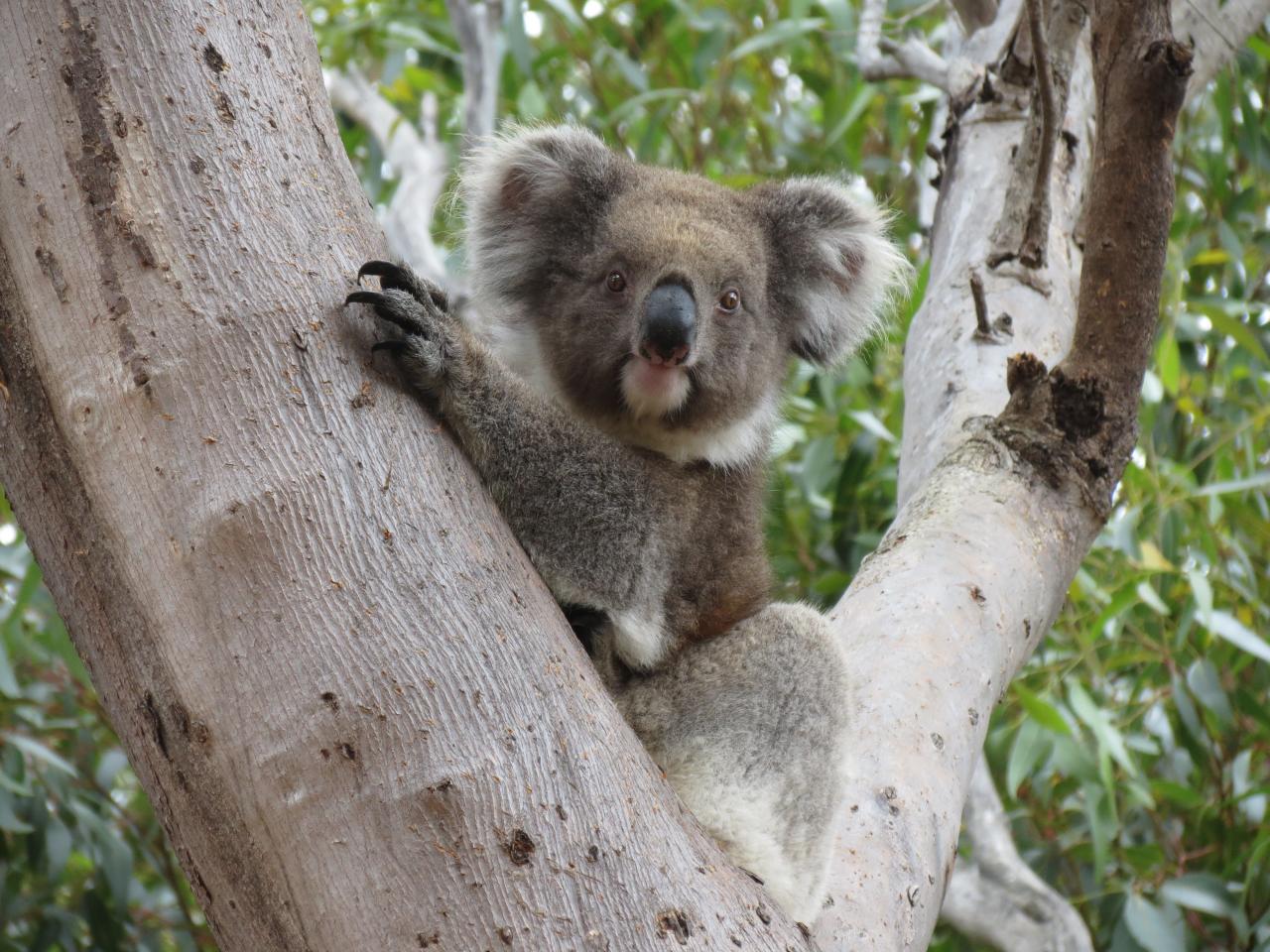 Kangoroo Island  