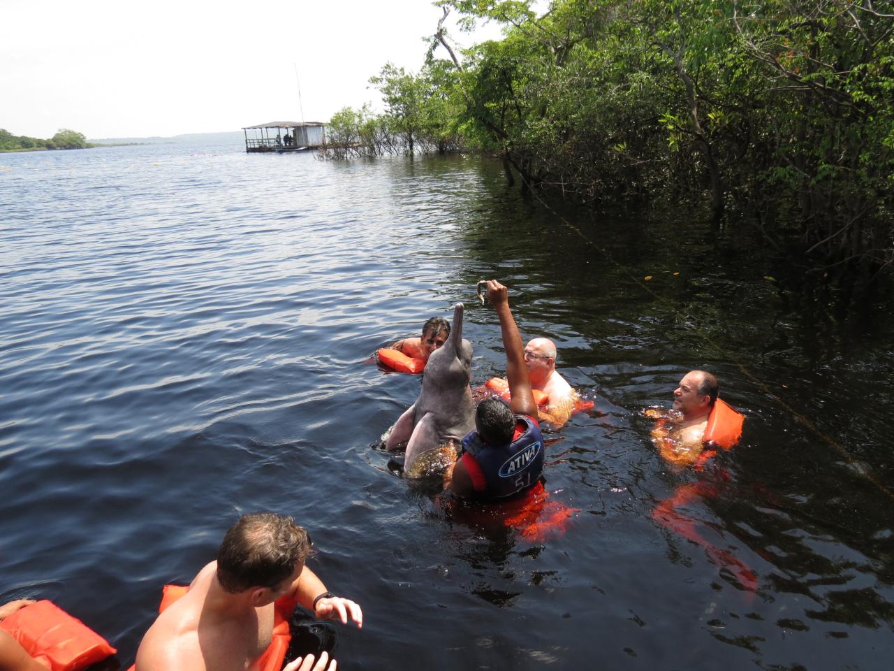 Manaus baignade avec les dauphins du rio Nego 