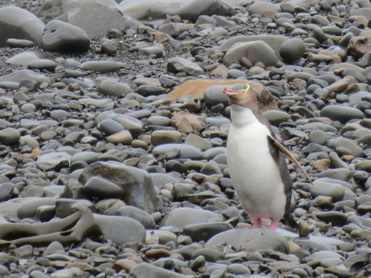 Roaring Bay Hide 