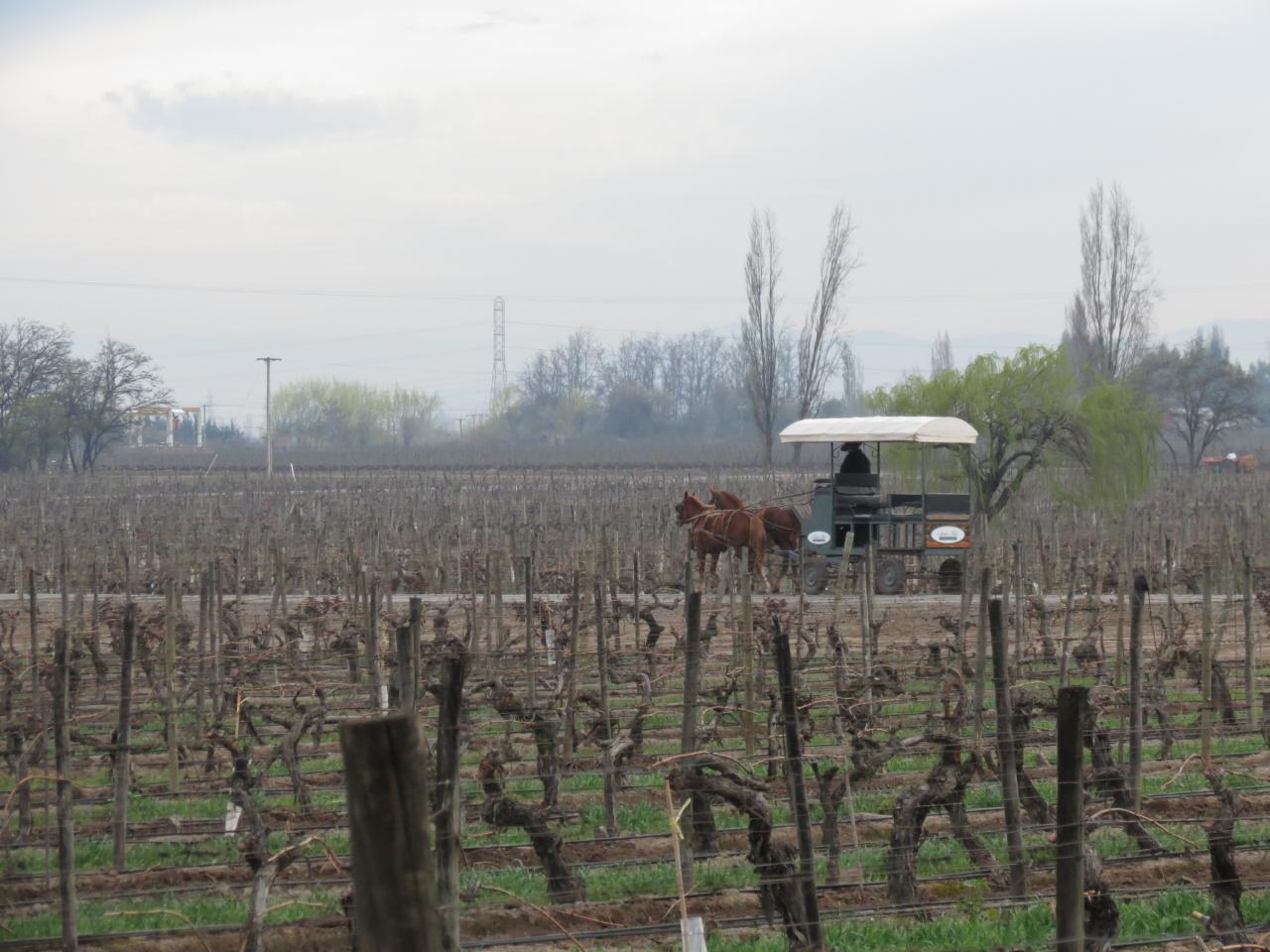 Vignoble de Santa Rita